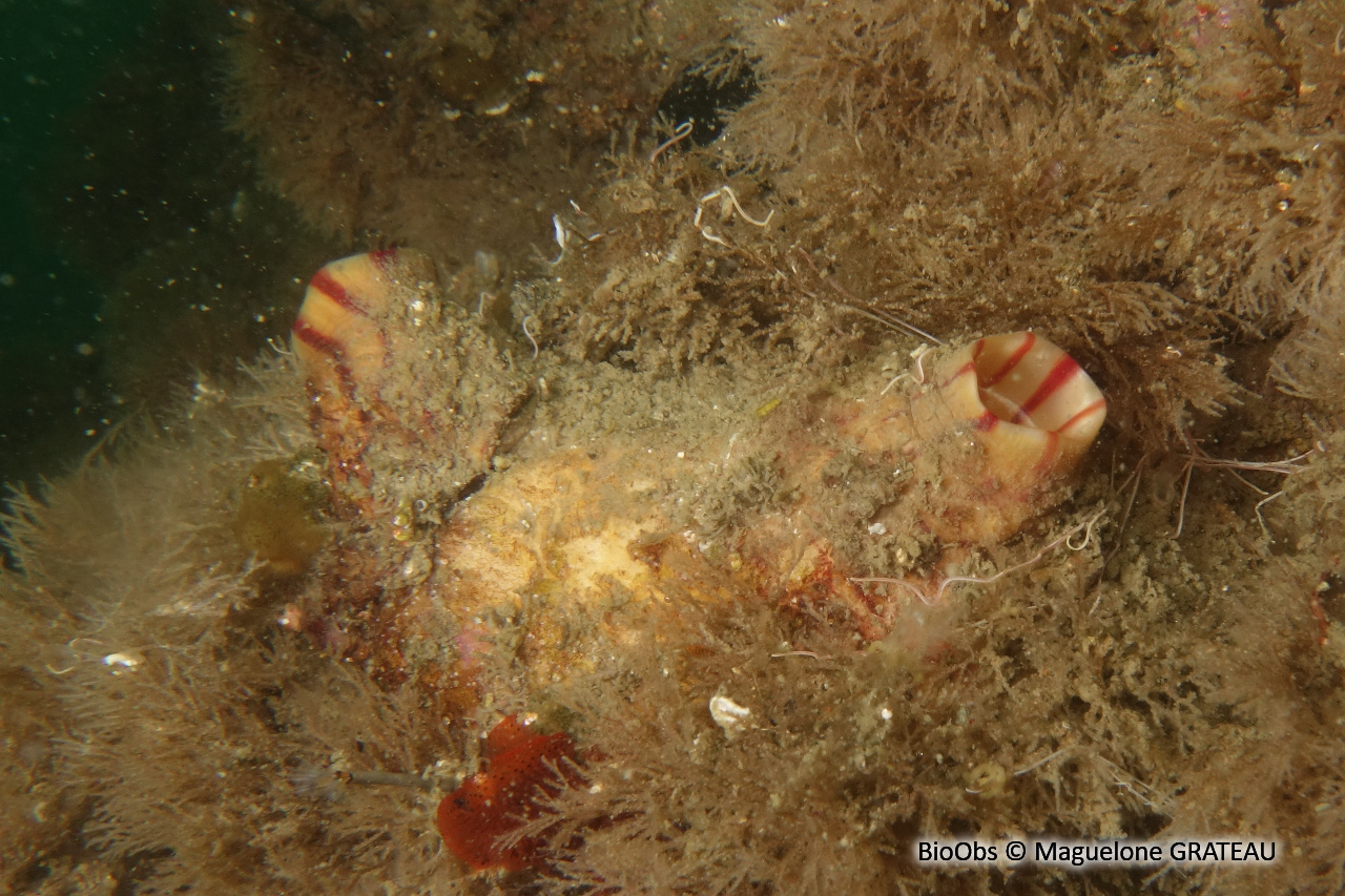 Violet - Microcosmus sabatieri - Maguelone GRATEAU - BioObs