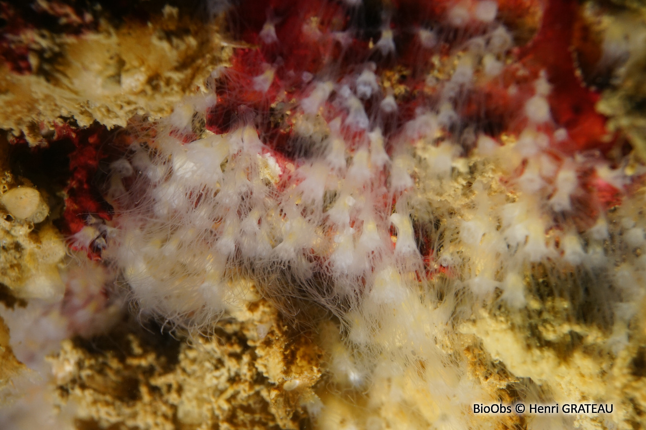 Aurélie - Aurelia aurita - Henri GRATEAU - BioObs