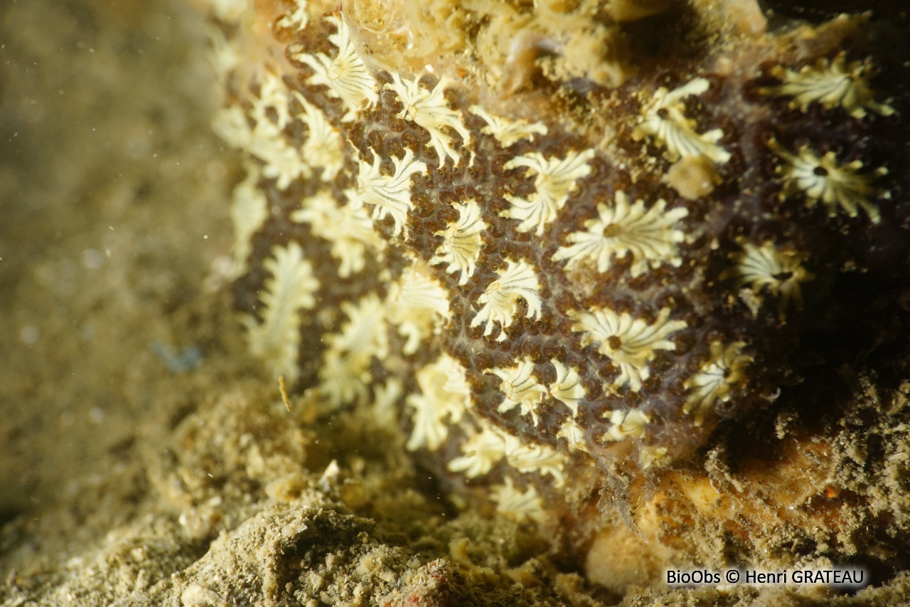 Botrylle étoilé - Botryllus schlosseri - Henri GRATEAU - BioObs