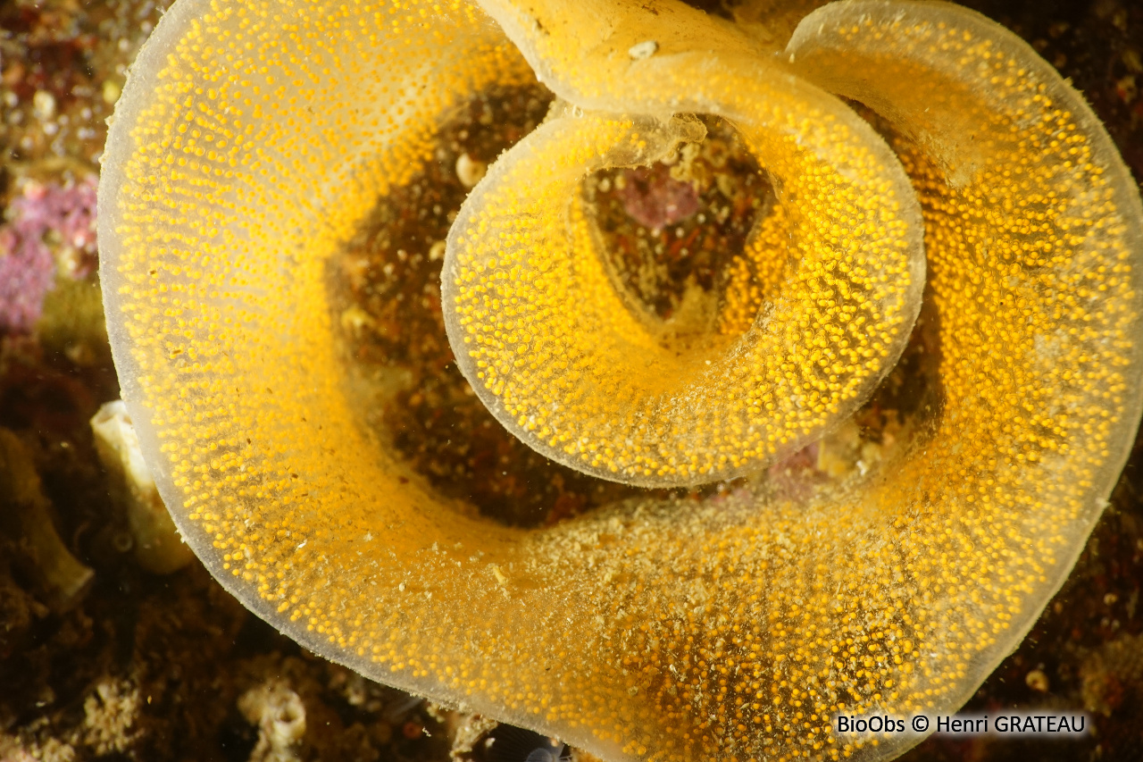 Doris marbrée ponte - Dendrodoris - Henri GRATEAU - BioObs