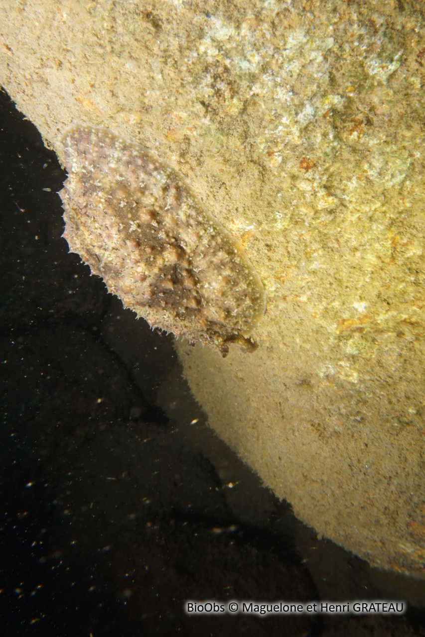 Lièvre de mer verruqueux - Dolabrifera dolabrifera - Maguelone et Henri GRATEAU - BioObs