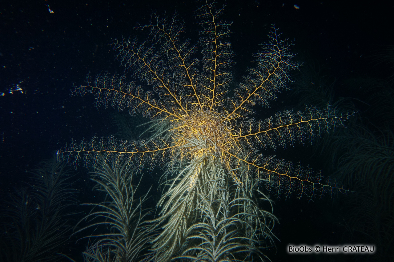 Gorgonocéphale géant - Astrophyton muricatum - Henri GRATEAU - BioObs