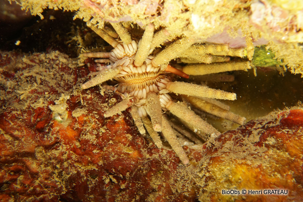 Oursin-lance antillais - Eucidaris tribuloides - Henri GRATEAU - BioObs