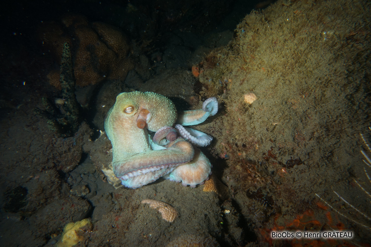 Poulpe commun - Octopus vulgaris - Henri GRATEAU - BioObs
