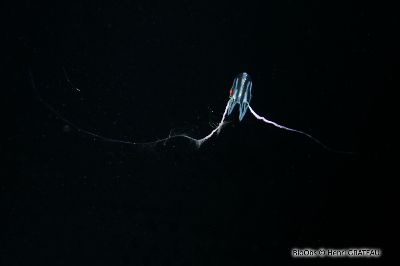 Callianira à deux ailes - Callianira bialata - Henri GRATEAU - BioObs