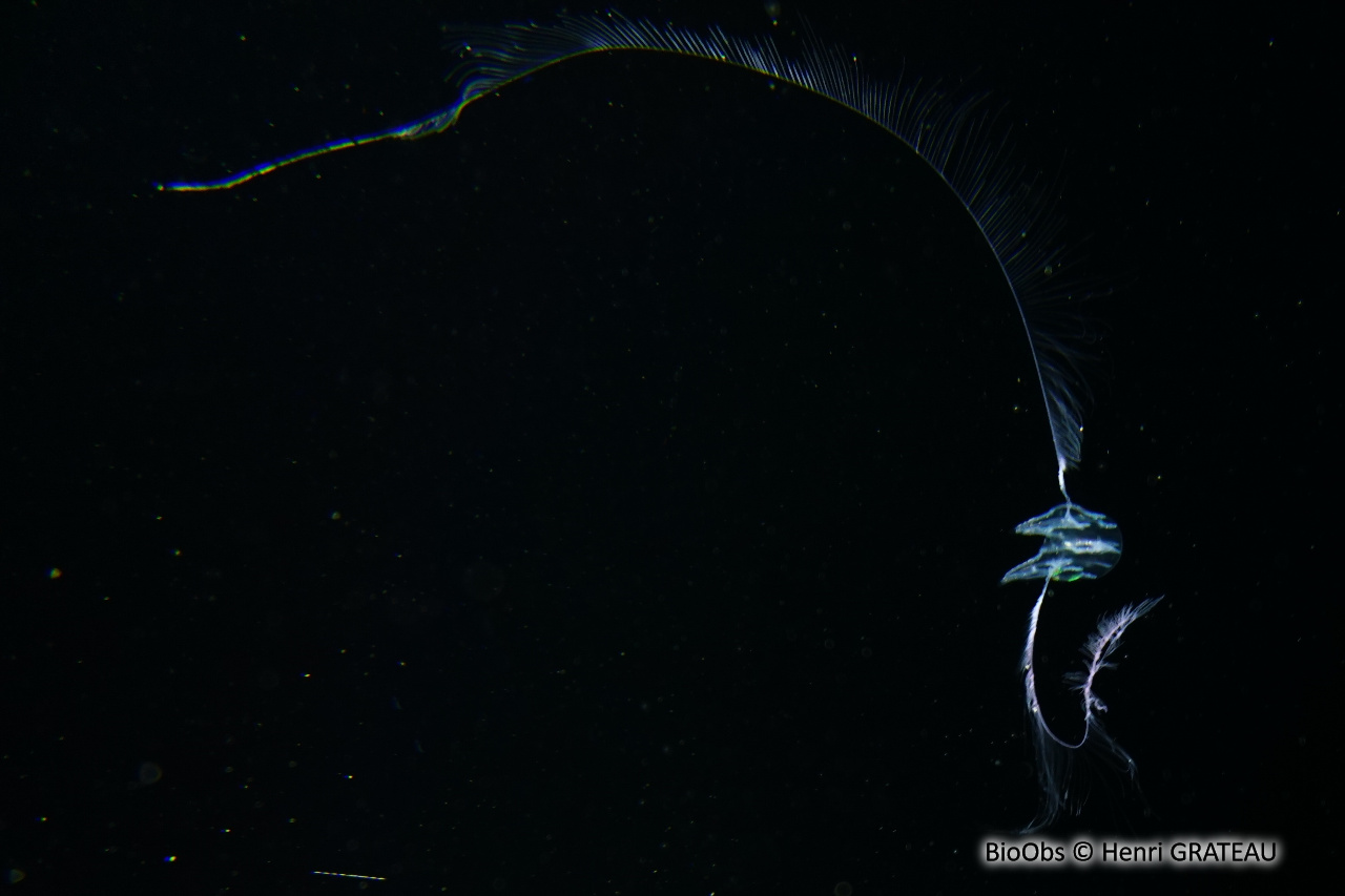 Callianira à deux ailes - Callianira bialata - Henri GRATEAU - BioObs