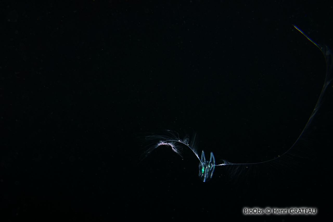 Callianira à deux ailes - Callianira bialata - Henri GRATEAU - BioObs