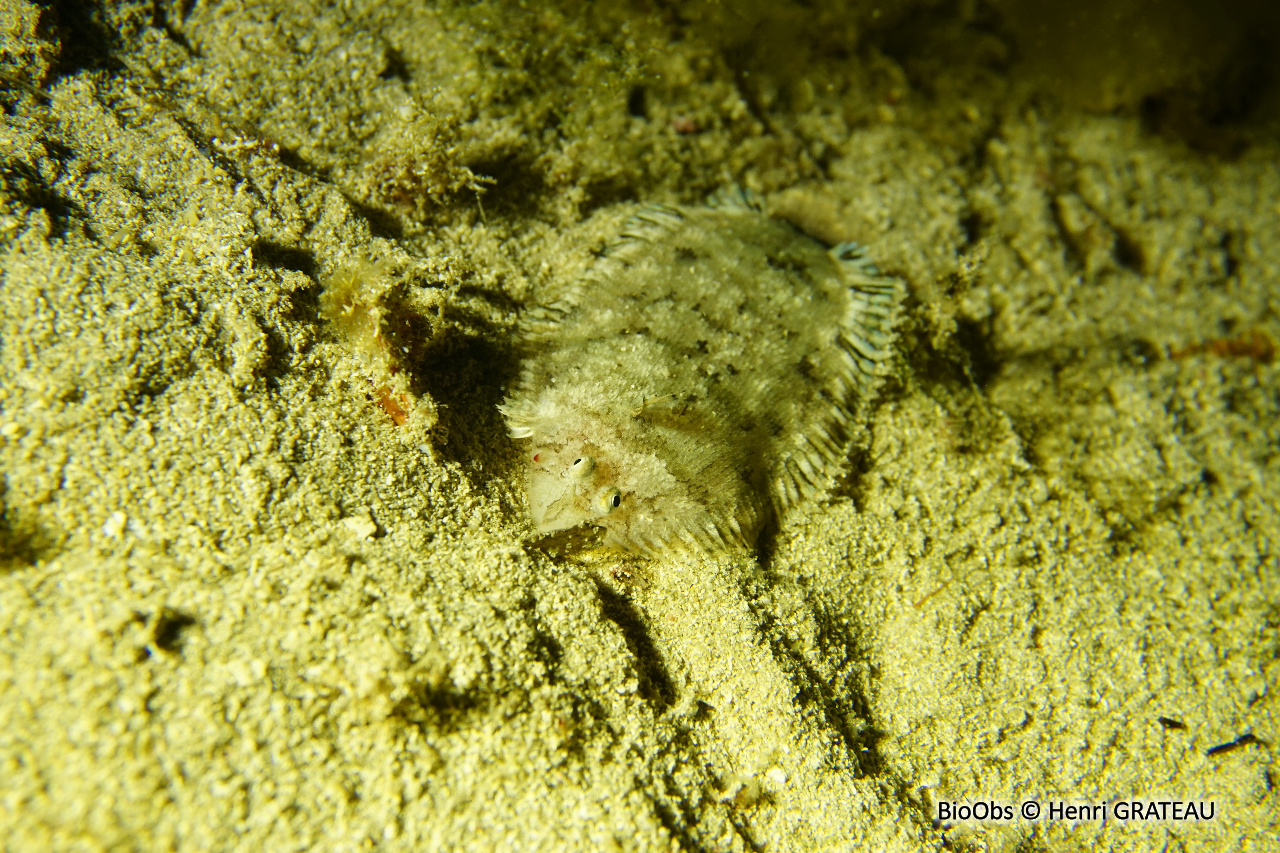 Sole velue - Monochirus hispidus - Henri GRATEAU - BioObs