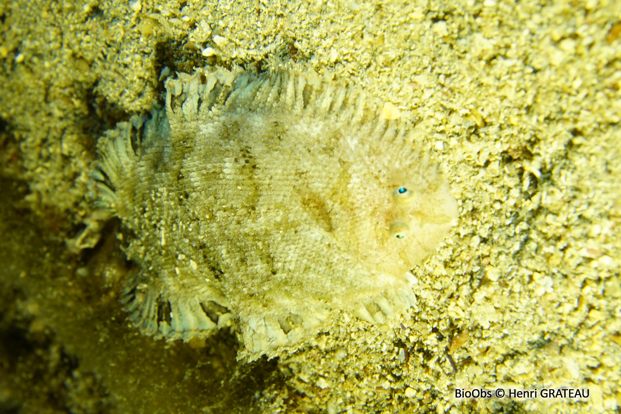 Sole velue - Monochirus hispidus - Henri GRATEAU - BioObs