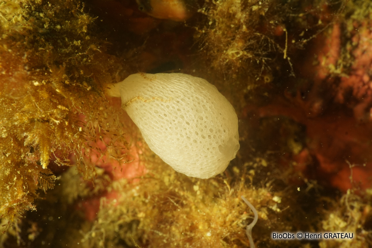 Clathrine pédonculée - Clathrina lacunosa - Henri GRATEAU - BioObs