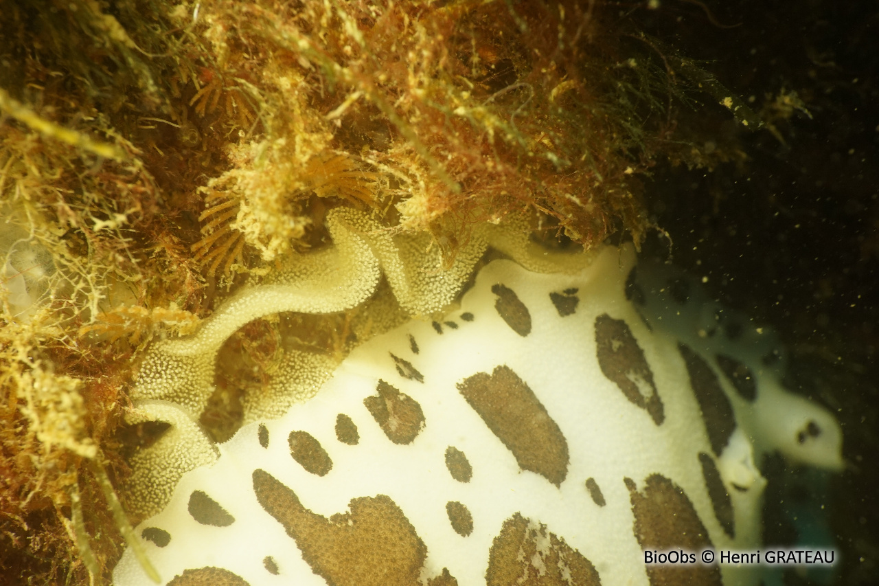Doris dalmatien ponte - Peltodoris - Henri GRATEAU - BioObs