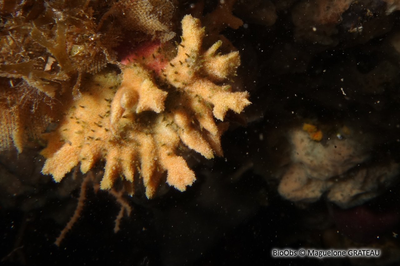 Bryozoaire corne d'élan - Dentiporella sardonica - Maguelone GRATEAU - BioObs