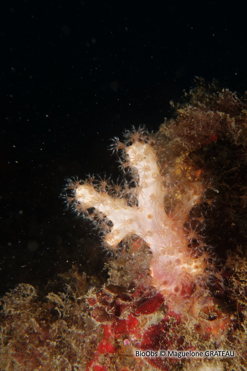 Alcyon translucide - Paralcyonium spinulosum - Maguelone GRATEAU - BioObs