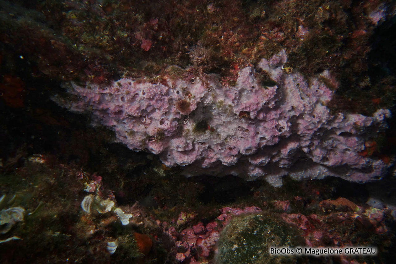 Eponge cheminée rose - Dysidea avara - Maguelone GRATEAU - BioObs