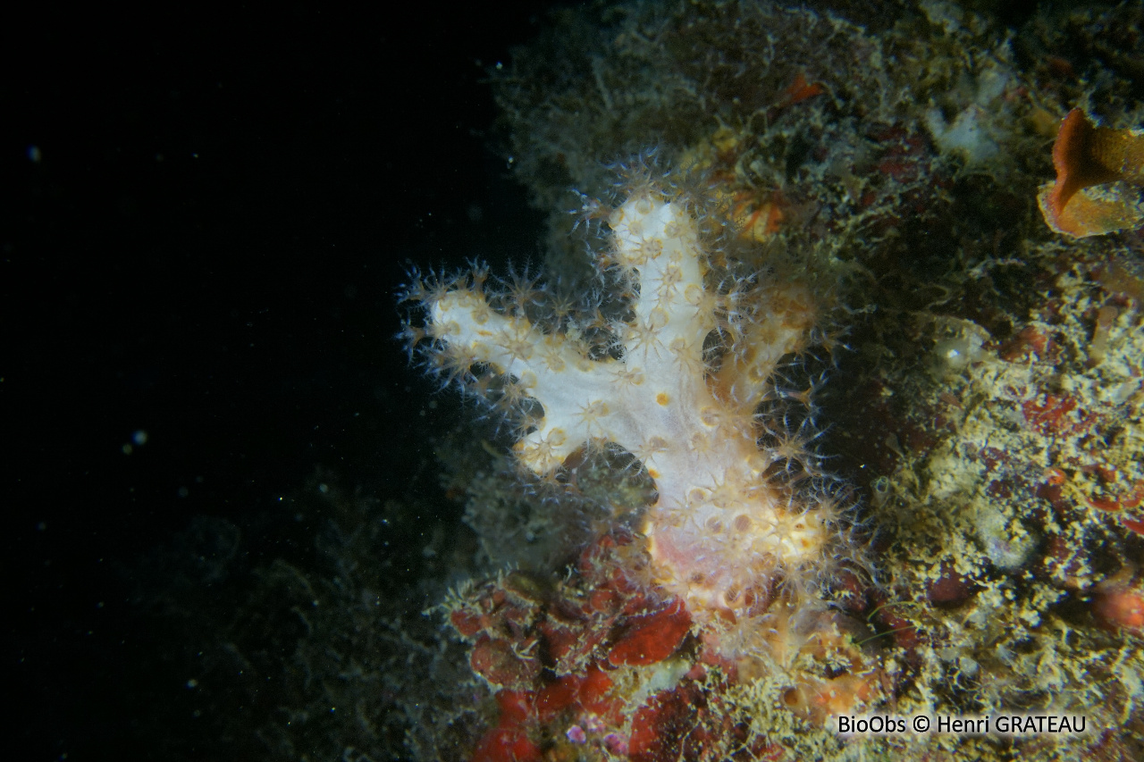 Alcyon translucide - Paralcyonium spinulosum - Henri GRATEAU - BioObs