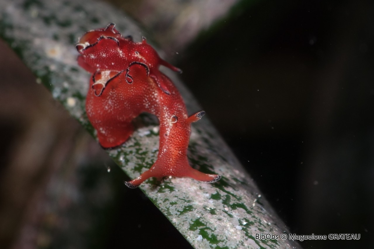 Aplysie naine - Aplysia parvula - Maguelone GRATEAU - BioObs