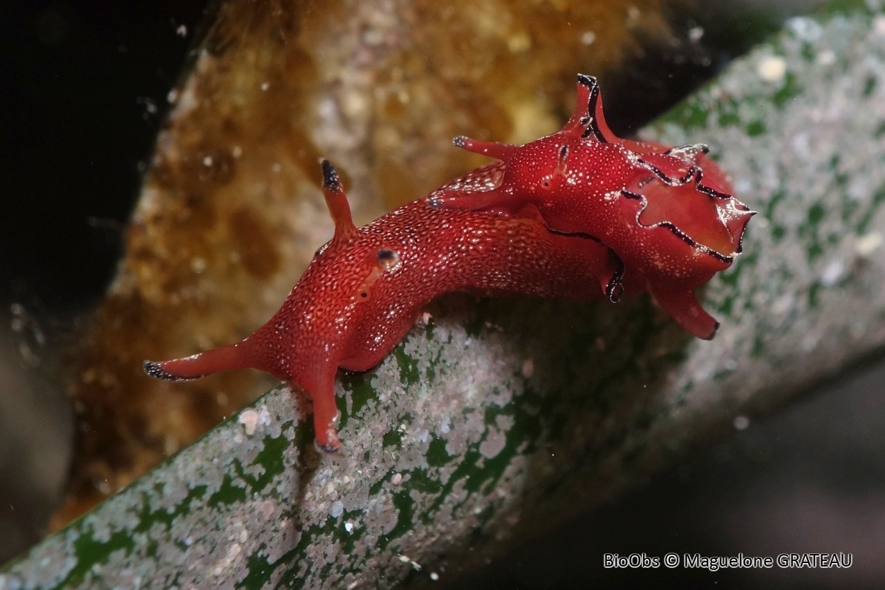 Aplysie naine - Aplysia parvula - Maguelone GRATEAU - BioObs