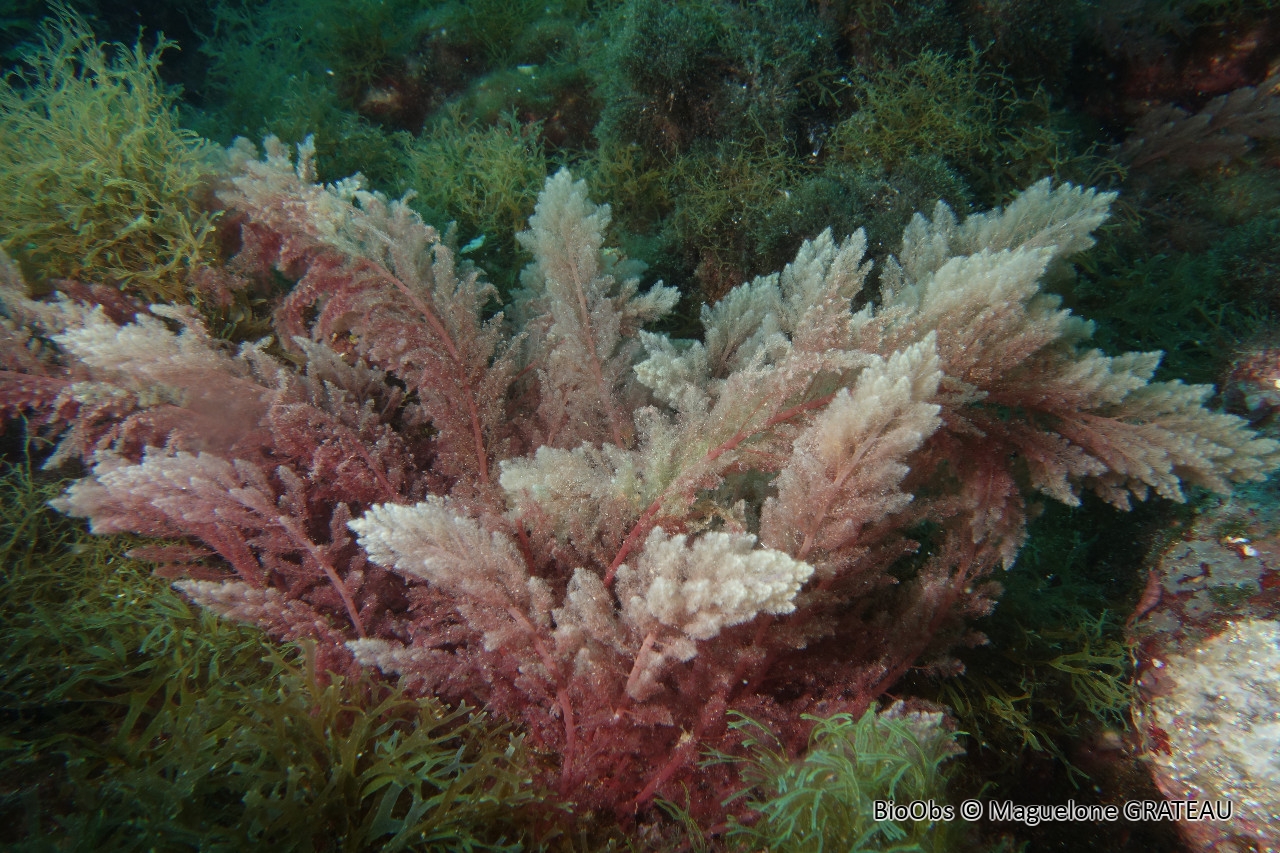 Algue chevelue rouge - Asparagopsis taxiformis - Maguelone GRATEAU - BioObs