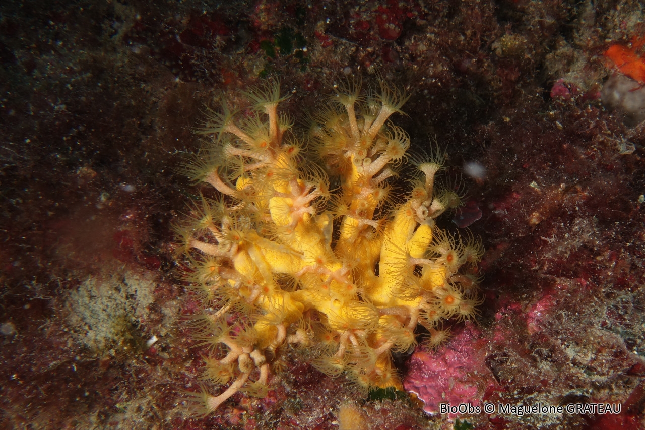 Anémone jaune encroûtante - Parazoanthus axinellae - Maguelone GRATEAU - BioObs