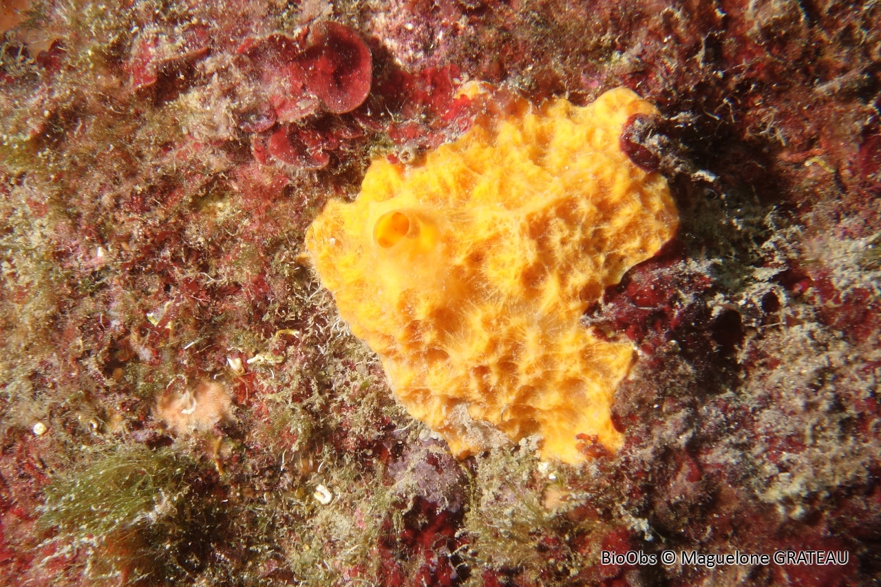 Dictyonelle à crêtes - Dictyonella incisa - Maguelone GRATEAU - BioObs