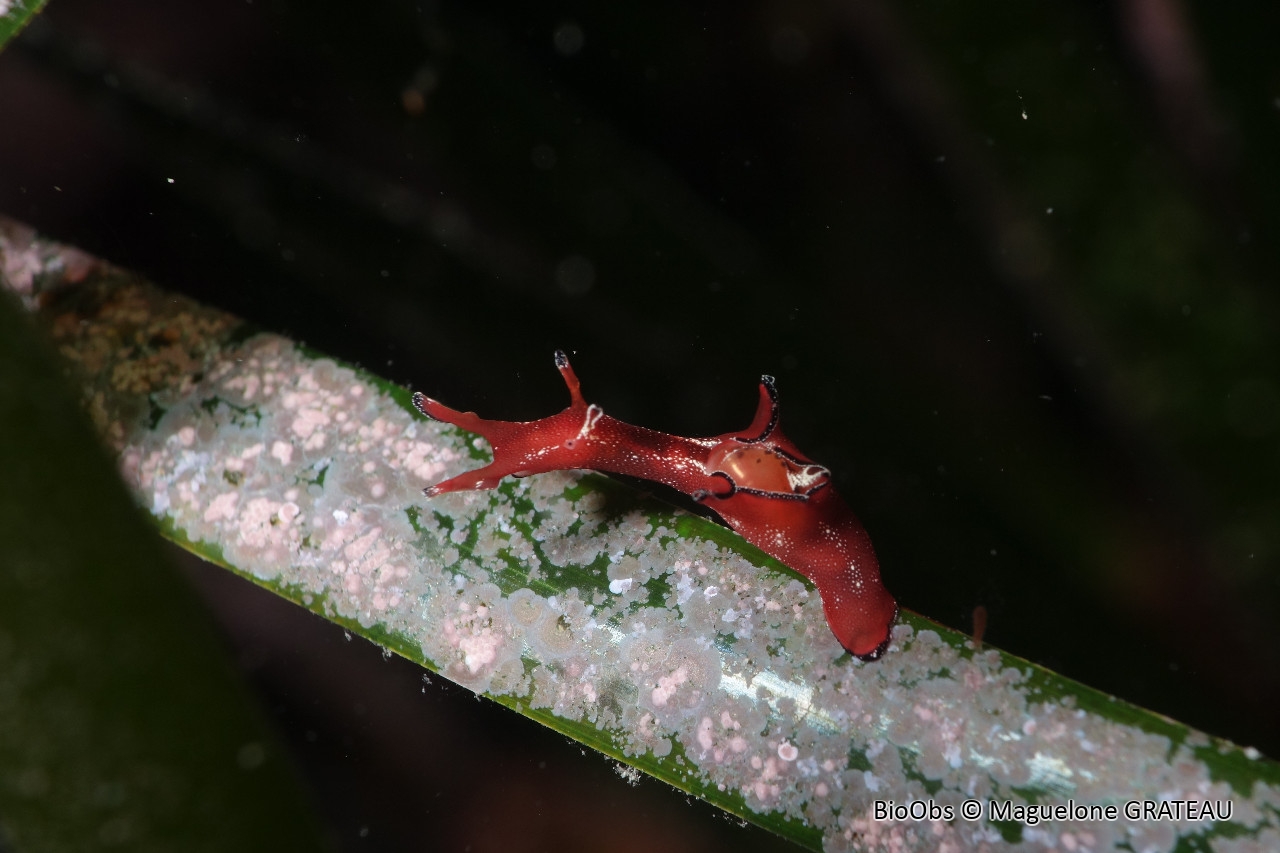 Aplysie naine - Aplysia parvula - Maguelone GRATEAU - BioObs