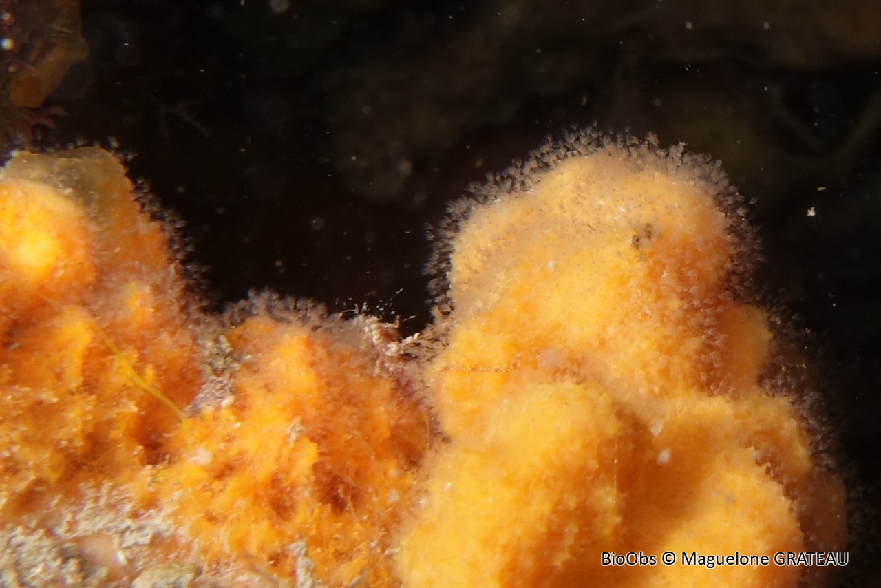 Entoprocte de l'éponge Tethya - Loxosomella tethyae - Maguelone GRATEAU - BioObs