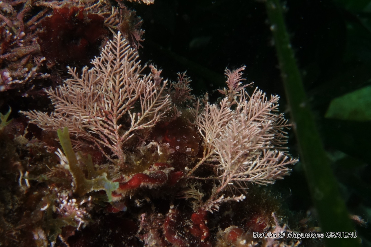 Coralline de Méditerranée - Corallina caespitosa - Maguelone GRATEAU - BioObs