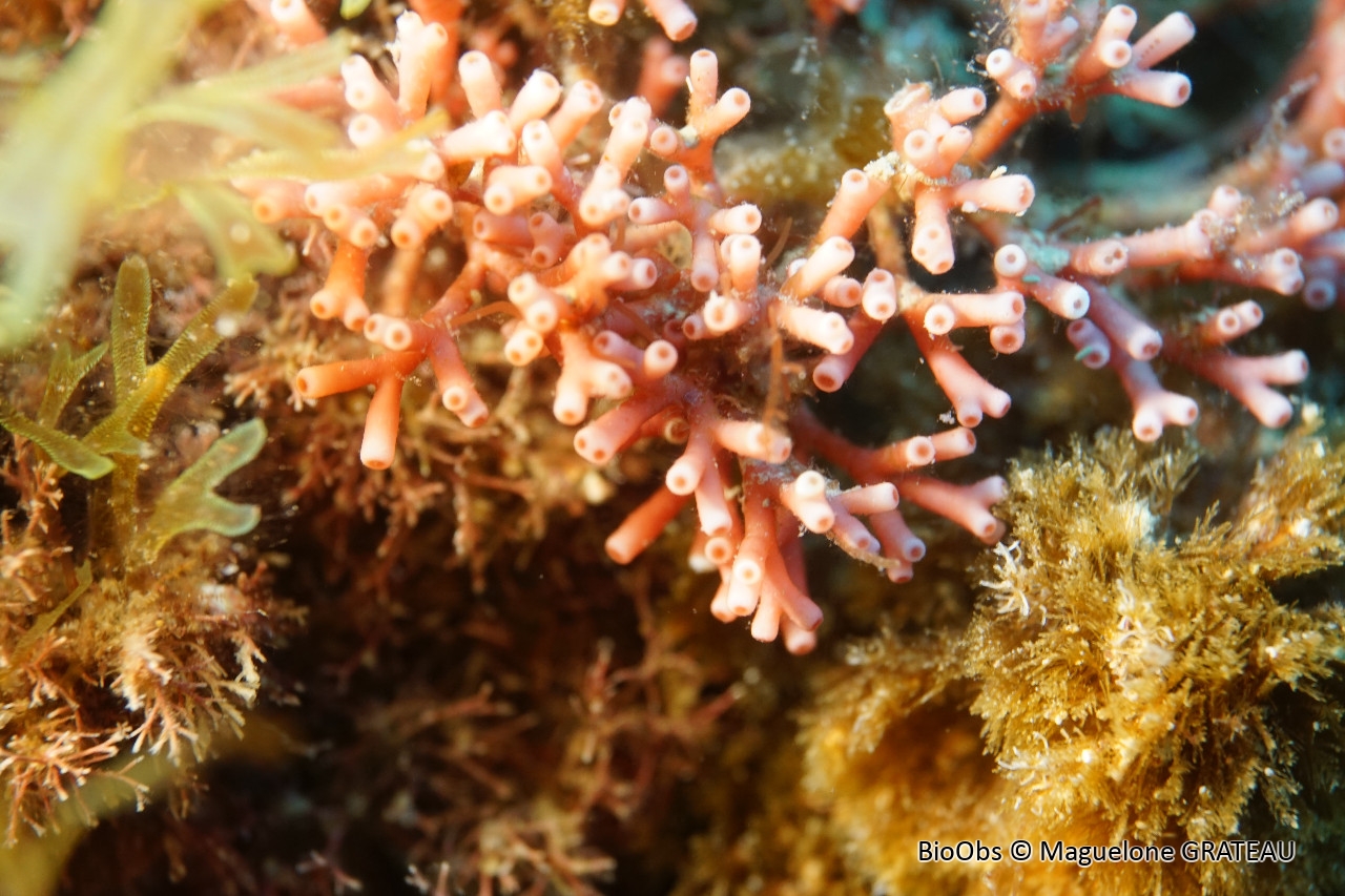 Tricléocarpe fragile - Tricleocarpa fragilis - Maguelone GRATEAU - BioObs