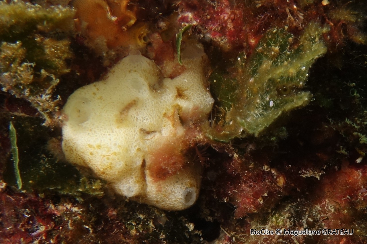Clathrine blanche réticulée - Ascaltis reticulum - Maguelone GRATEAU - BioObs