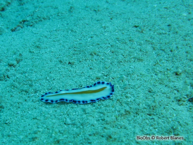 Ver plat de Mayotte - Pseudoceros sp. - Robert Blanes - BioObs