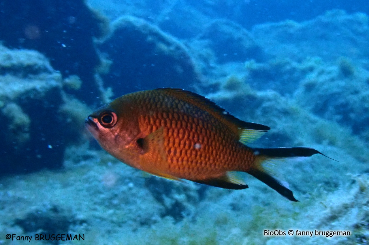 Demoiselle castagnole - Chromis limbata - fanny bruggeman - BioObs