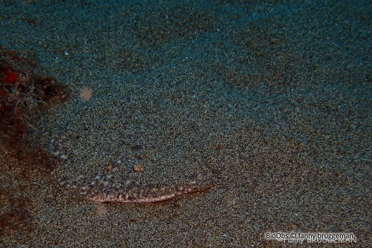 Ange de mer commun - Squatina squatina - fanny bruggeman - BioObs