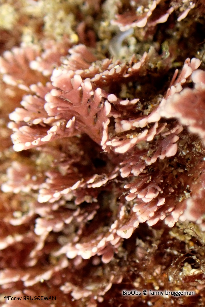 Coralline de Méditerranée - Corallina caespitosa - fanny bruggeman - BioObs