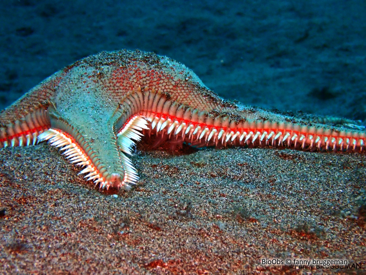 Grande étoile-peigne - Astropecten aranciacus - fanny bruggeman - BioObs