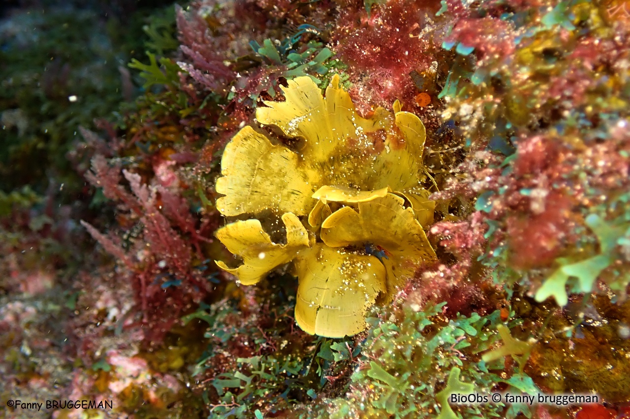 Zonée jaune - Zonaria tournefortii - fanny bruggeman - BioObs