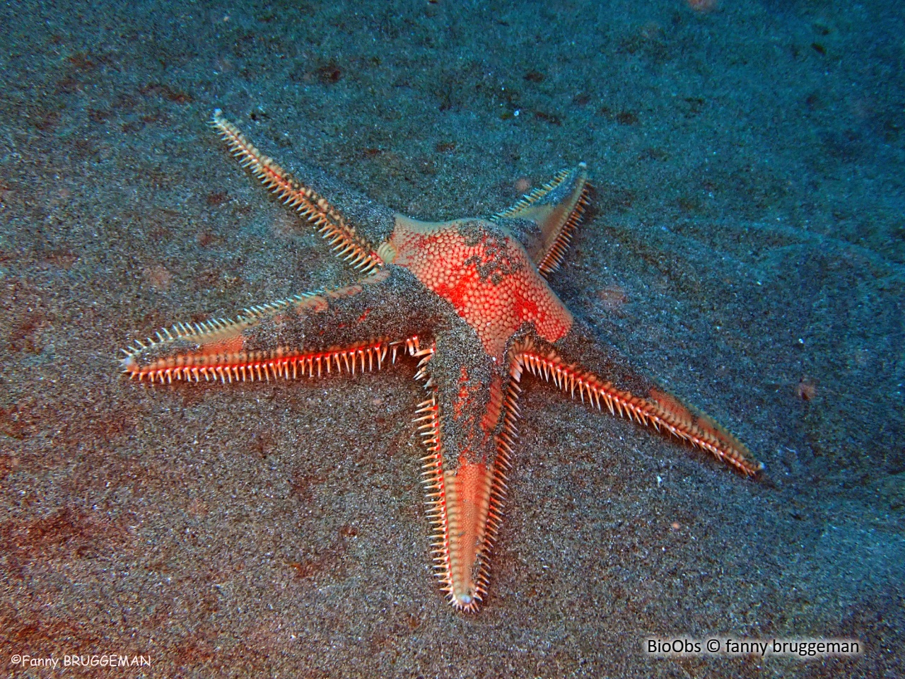 Grande étoile-peigne - Astropecten aranciacus - fanny bruggeman - BioObs