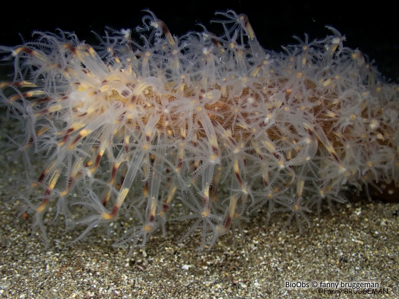 Vérétille - Veretillum cynomorium - fanny bruggeman - BioObs
