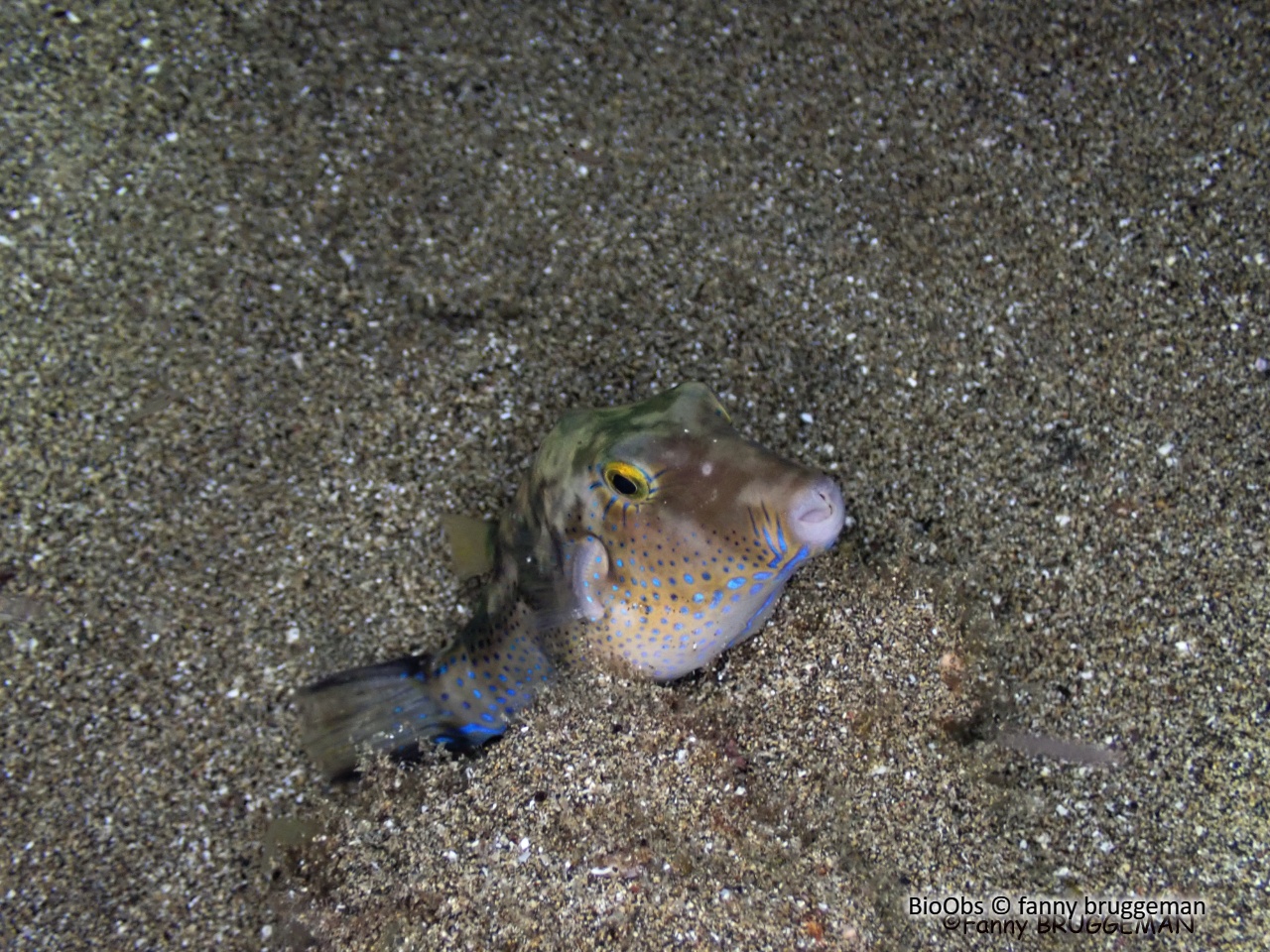 Poisson coffre nez pointu - Canthigaster capistrata - fanny bruggeman - BioObs