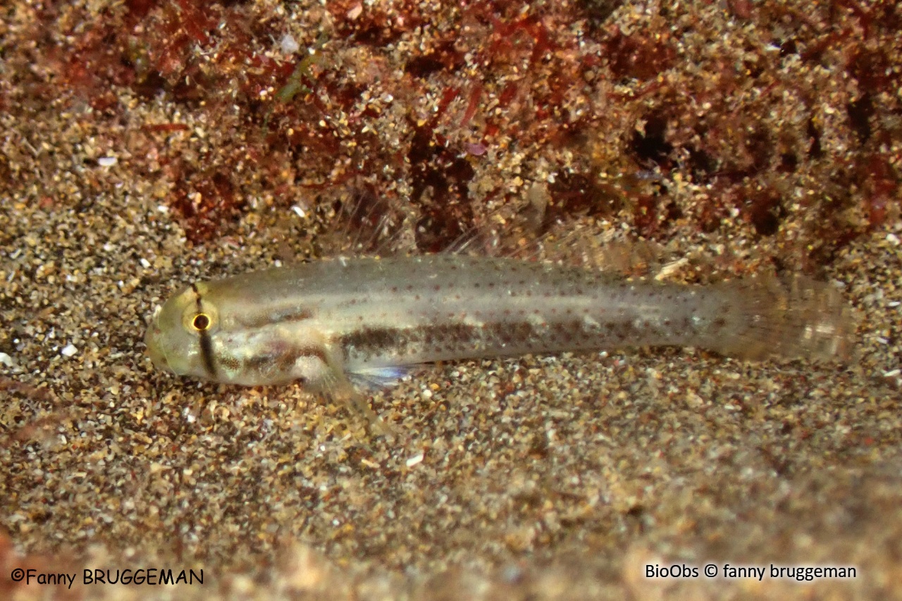 Gobie grain d'or - Gnatholepis thompsoni - fanny bruggeman - BioObs