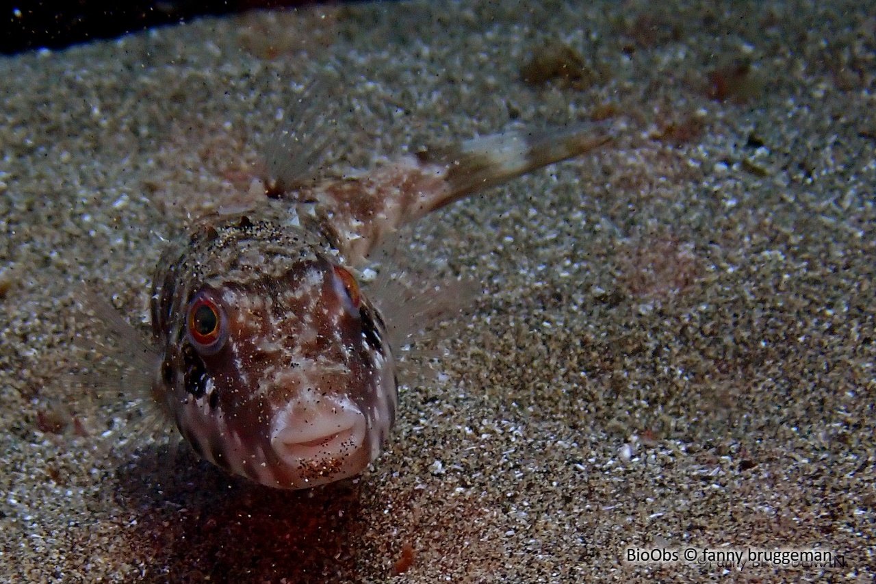 Poisson globe marbré - Sphoeroides marmoratus - fanny bruggeman - BioObs