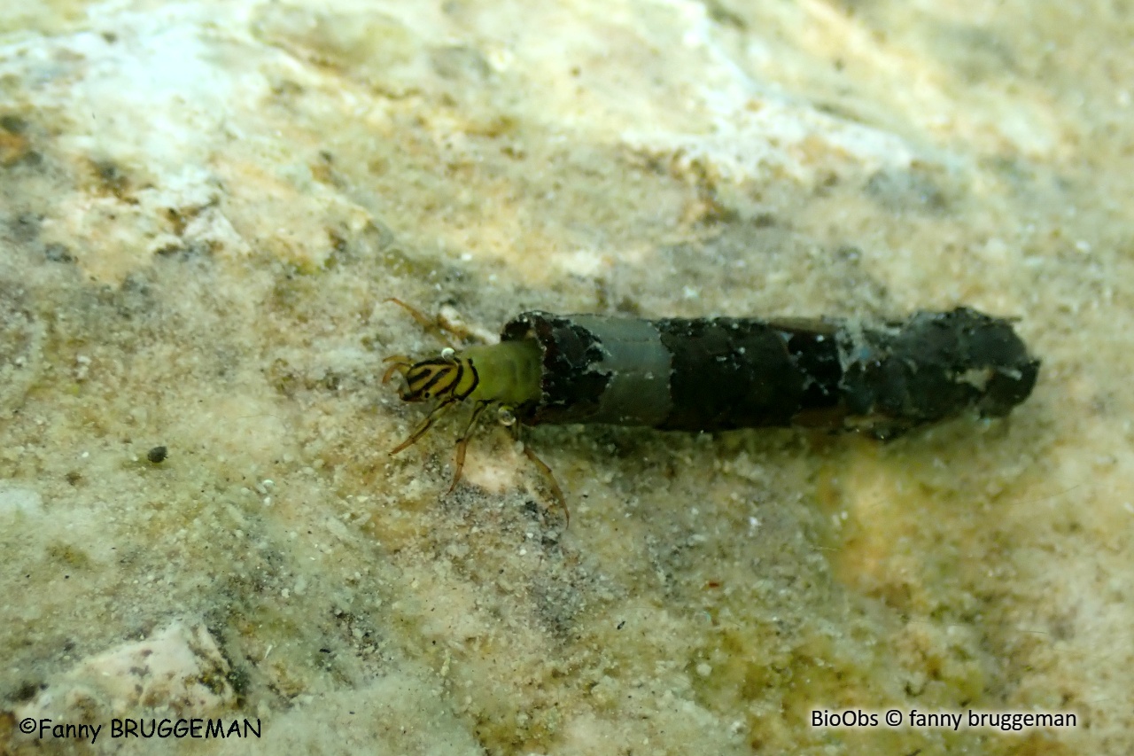 Larves de trichoptères - Trichoptera sp. - fanny bruggeman - BioObs