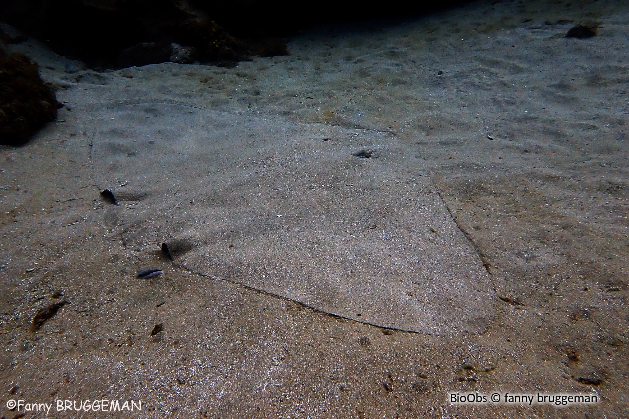 Raie papillon épineuse - Gymnura altavela - fanny bruggeman - BioObs
