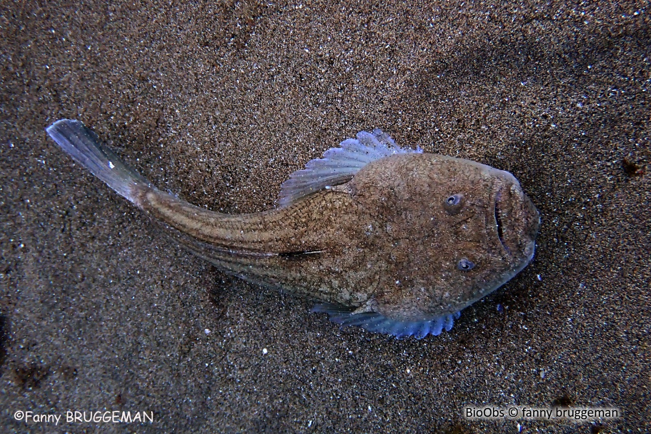 Uranoscope - Uranoscopus scaber - fanny bruggeman - BioObs
