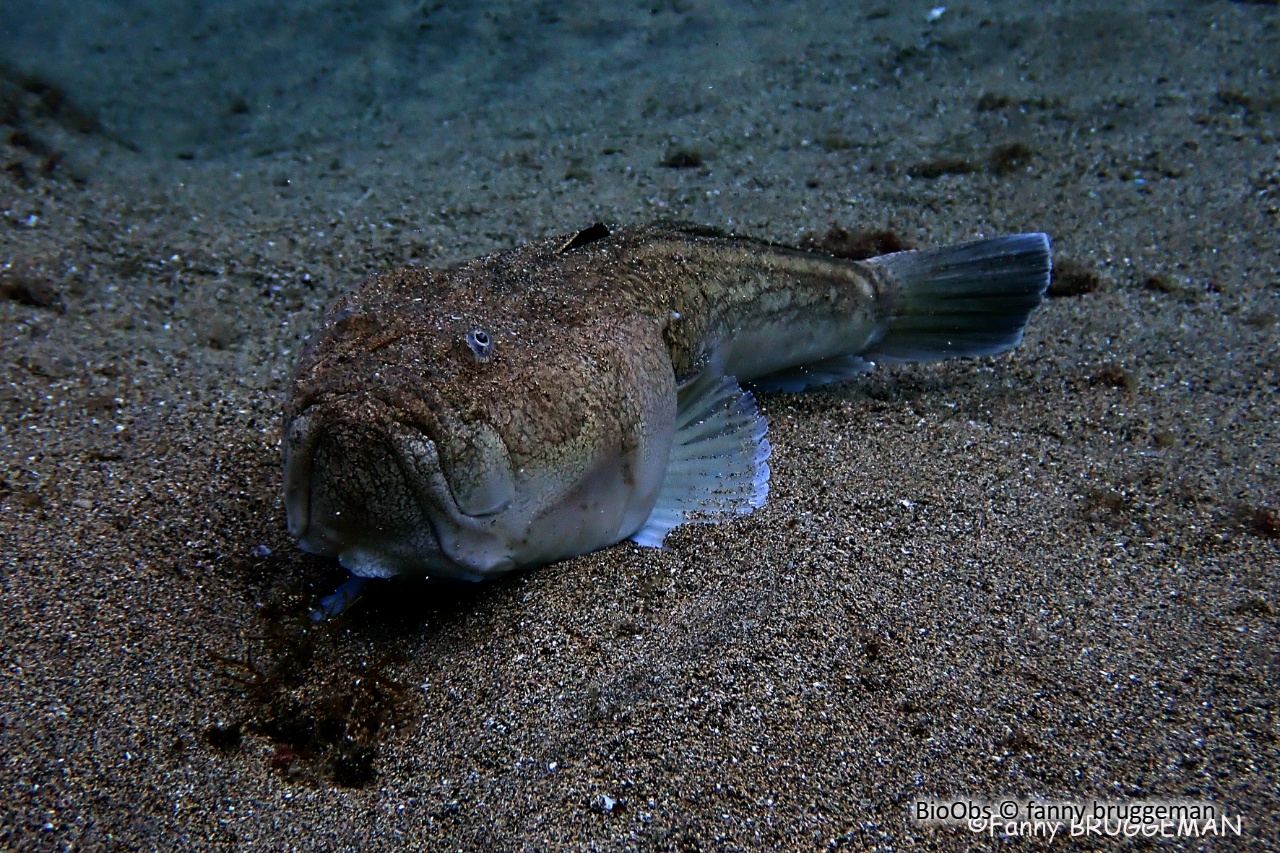 Uranoscope - Uranoscopus scaber - fanny bruggeman - BioObs