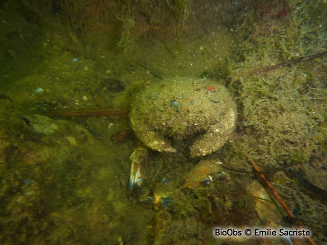 Grand crabe circulaire - Atelecyclus undecimdentatus - Emilie Sacriste - BioObs