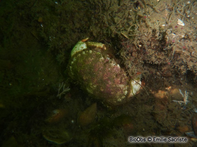 Grand crabe circulaire - Atelecyclus undecimdentatus - Emilie Sacriste - BioObs