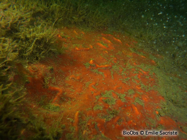 Eponge encroûtante rouge sang - Clathria (Microciona) atrasanguinea - Emilie Sacriste - BioObs