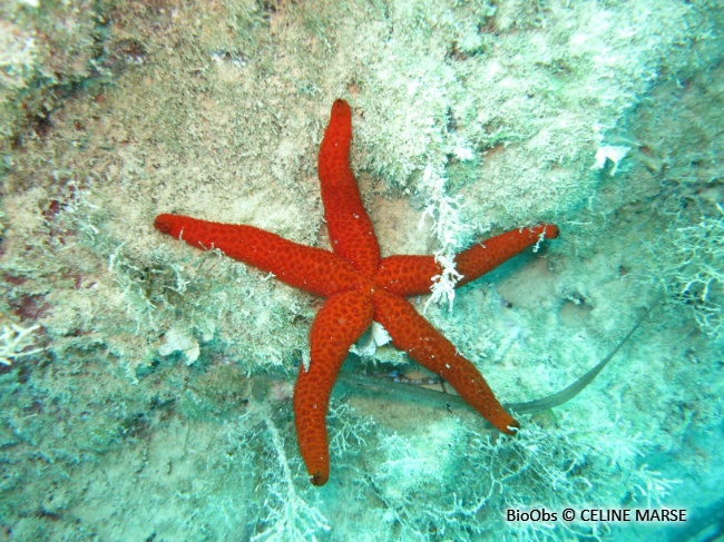 Etoile de mer rouge - Echinaster (Echinaster) sepositus - CELINE MARSE - BioObs
