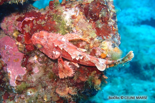 Petite rascasse rouge - Scorpaena notata - CELINE MARSE - BioObs