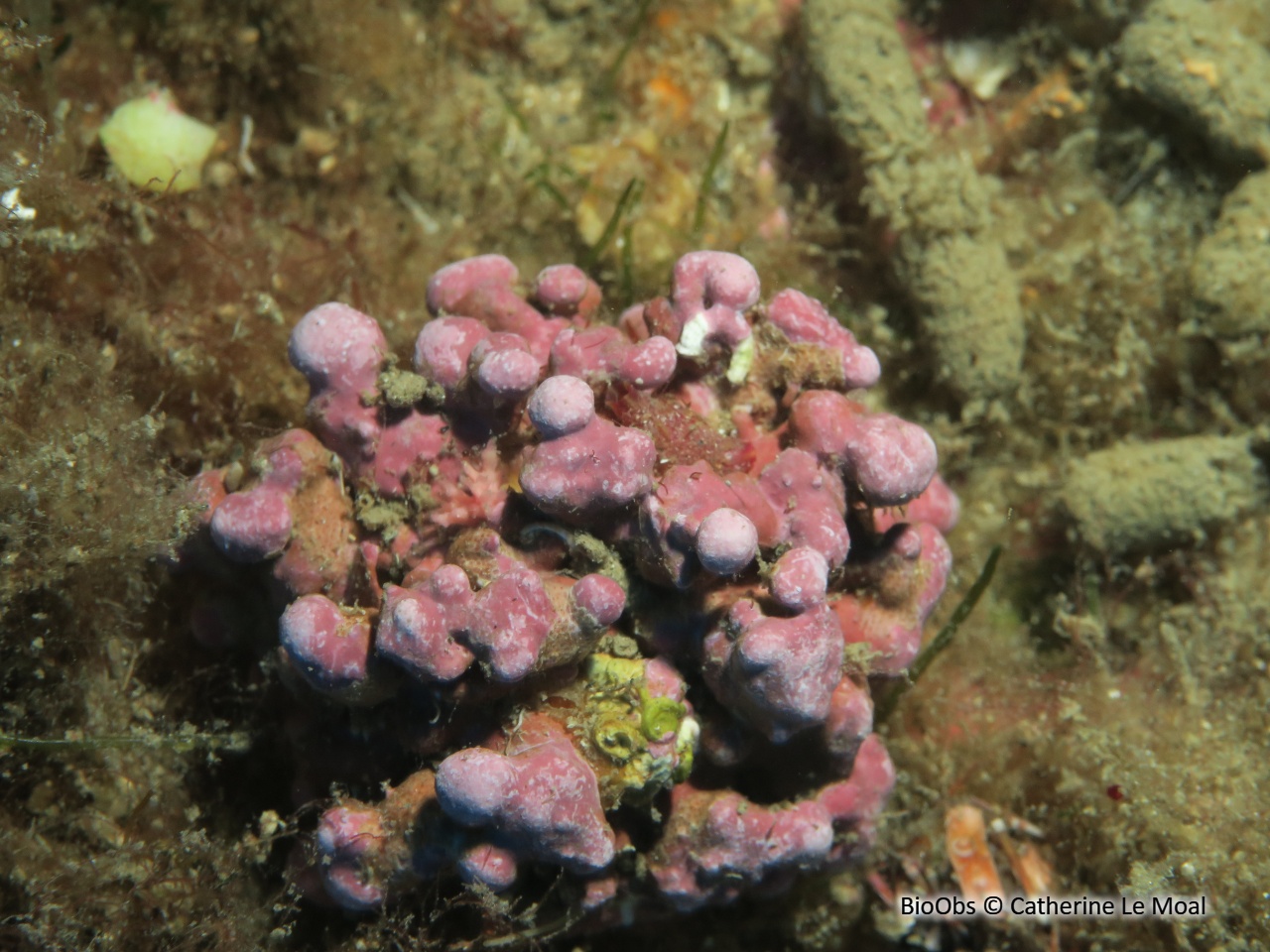 Maërl - Phymatolithon calcareum - Catherine Le Moal - BioObs